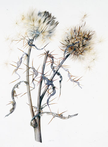 Gillian Barlow, Artichoke Seedheads