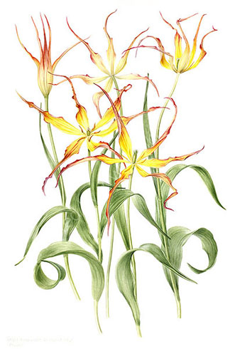 Gillian Barlow, Horned Tulip