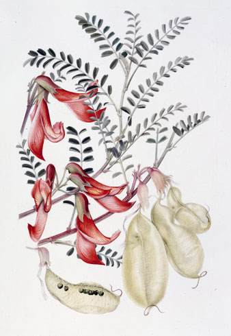 Gillian Barlow, Sutherlandia frutescens